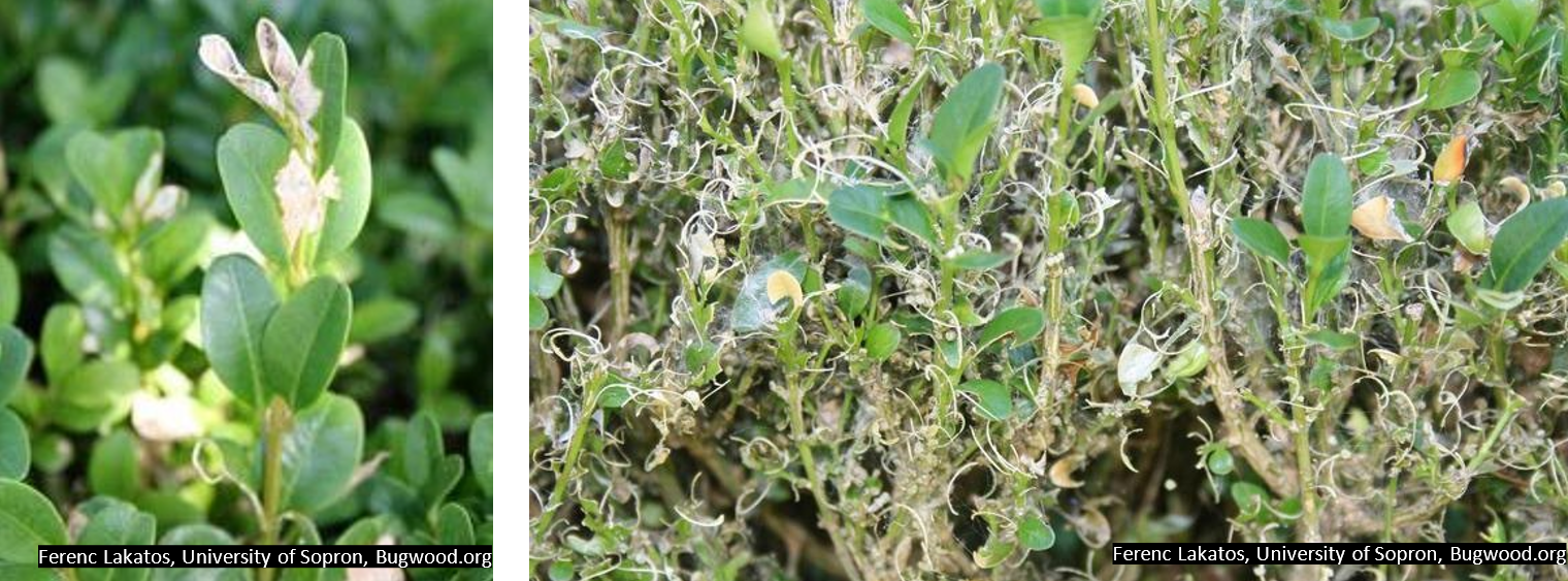 Boxwood plants showing damage from box tree moth larvae. On the left, leaves are partially eaten and turning brown at the tips. On the right, heavily infested plants have chewed leaves, silk webbing, and defoliation.
